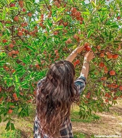 عکس دخترونه در حال چیدن میوه برای پروفایل