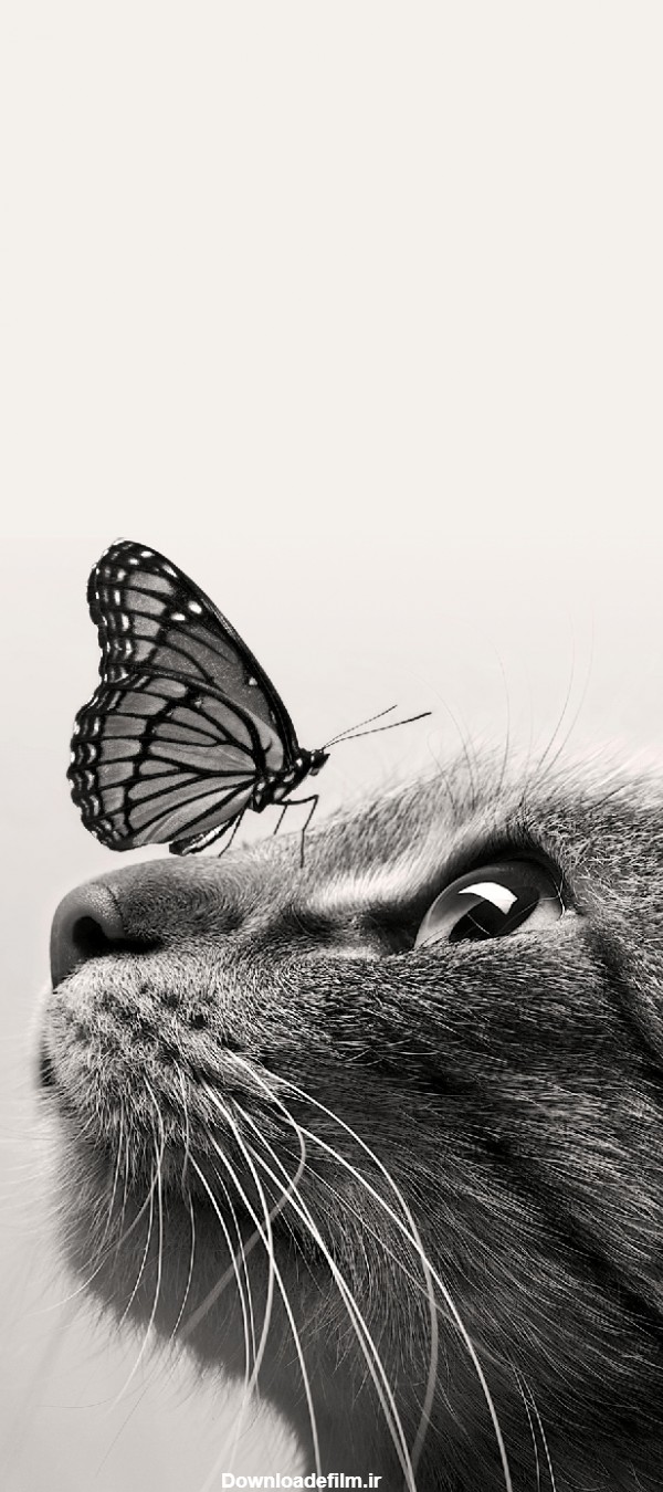 قاب مدیا | عکس زمینه موبایل لنوو سیاه و سفید , پروانه , حشرات ...