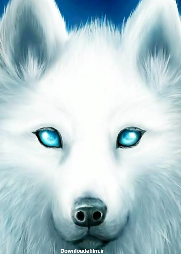 عکس گرگ سفید چشم ابی