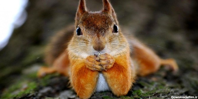 15 حقیقت جالب و خواندنی درباره سنجاب ها که شاید نمی دانستید ...