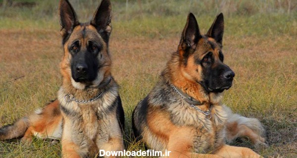 سگ نگهبان باغ در ایران - سرزمین سگ ها