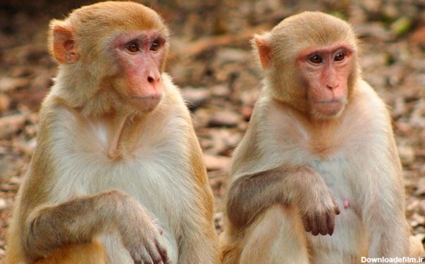 جذابیت نگهداری از میمون های پرخاشگر تمامی ندارد - اقتصاد آنلاین