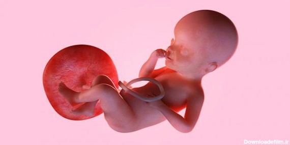 جفت جنین و عملکرد جفت در بارداری