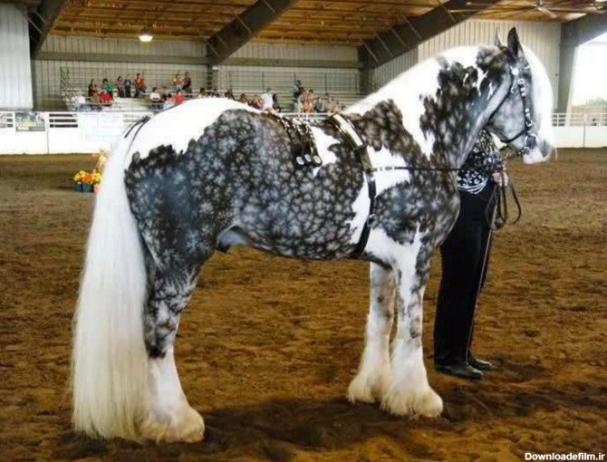 تصویر: ‎یکی از زیباترین اسب های جهان - شفقنا زندگی