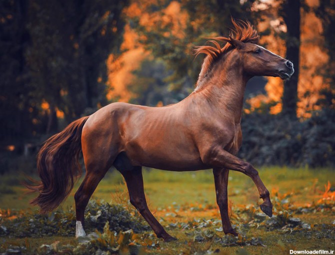 عکس های زیبا با اسب