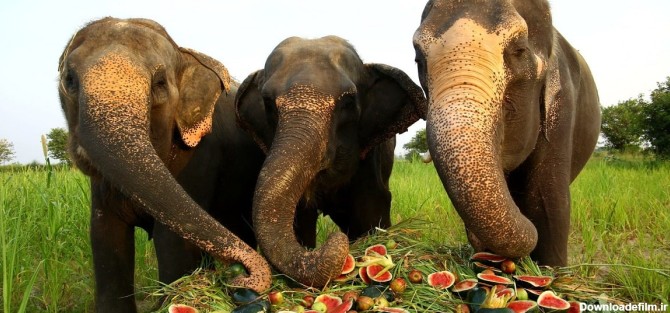 عکس غذای فیل چیست