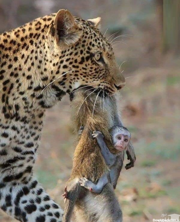 عکس) شکار بی‌رحمانه میمون مادر