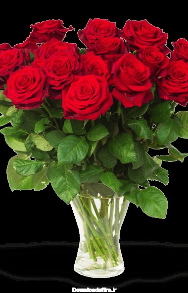 زیباترین تصویر گلدان گل رز قرمز با زمینه PNG دوربری شده