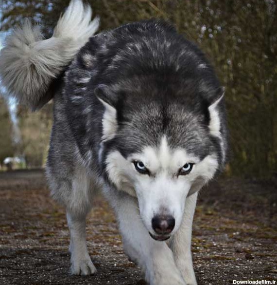 عکس سگ از نژاد های مختلف (هاسکی، ژرمن، پشمالو) - ستاره