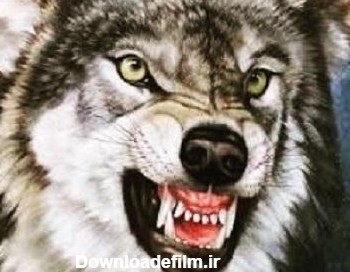 عکس گرگ های زیبا برای پروفایل | تصاویر گرگ های وحشی و خشمگین