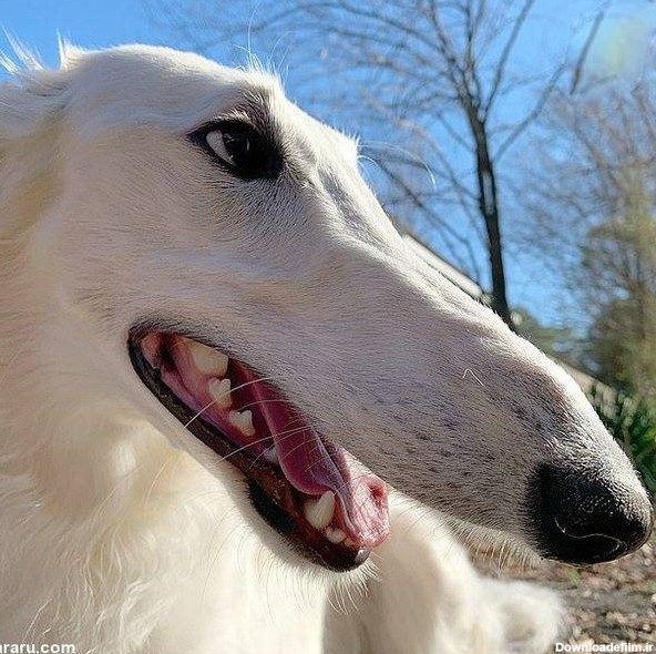 سگی که بزرگ ترین بینی را در جهان دارد (+عکس)