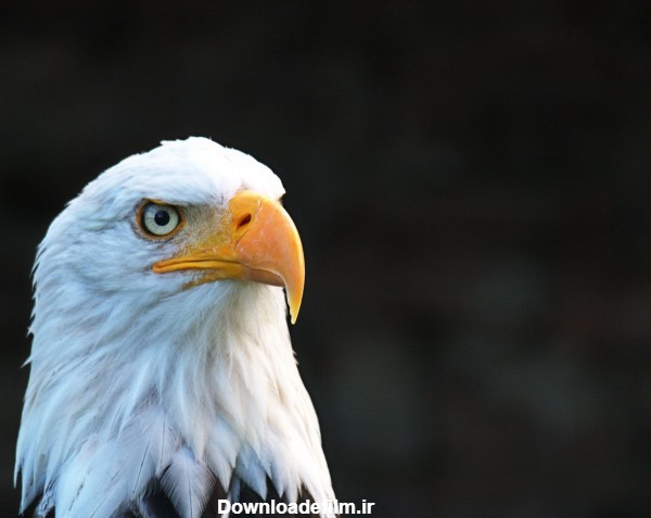 عکس زمینه عقاب آمریکایی پس زمینه | والپیپر گرام