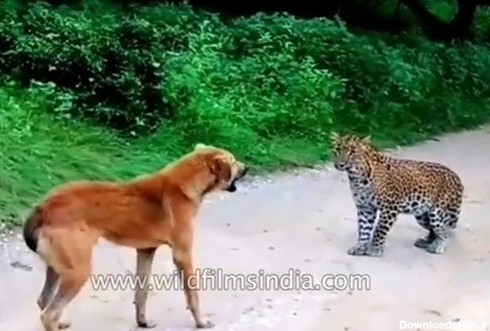فیلم | حمله پلنگ به یک سگ و واکنش دیدنی هر دو!