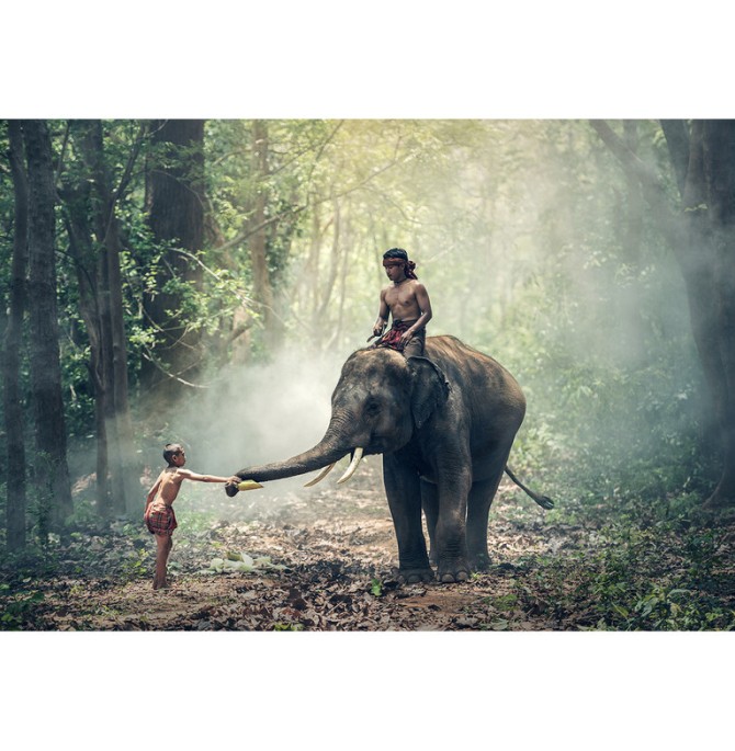 قیمت و خرید تابلو شاسی طرح زیباترین عکس های جهان- جنگل رویایی کد 65
