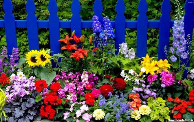 گلهای تابستانی؛ ۴۶ گل باغچه‌ای زیبا و رنگارنگ برای فصل ...