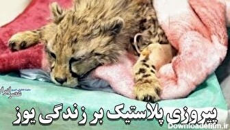 پیروزی پلاستیک بر زندگی یوز ایرانی/ ضد و نقیض‌ها در مورد مرگ یک یوزپلنگ هنوز ادامه دارد؛ چه چیز باعث مرگ فرزند ایران شد؟ (فیلم)