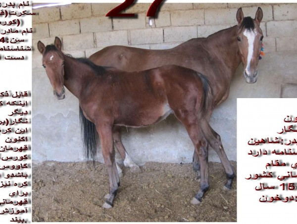 عکس اسب ایرانی فروشی