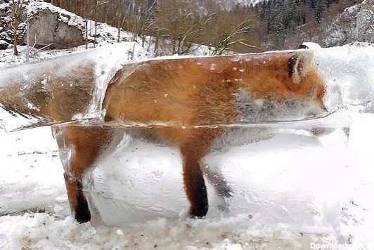 ببینید | لحظه باورنکردنی زنده شدن یک روباه یخ‌زده؛ معجزه مقابل دوربین‌ها