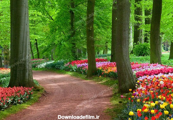 عکس با کیفیت تبلیغاتی منظره پارک جنگلی زیبا با گل های رنگارنگ ...