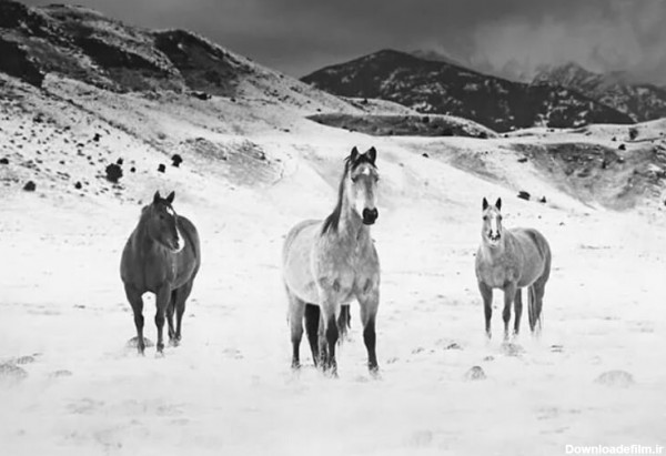 عکس | تصاویر چشم گیر از اسب‌های وحشی در دل طبیعت
