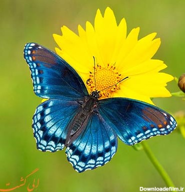 راهنمای تماشای پروانه ها | راهنمای طبیعت گردی و نکاتی برای تماشای ...