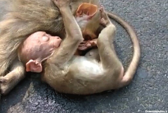 ببینید | ویدیویی تلخ از گریه بچه میمون بر پیکر مادر مرده‌اش