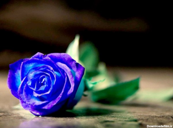 نماد گل رز آبی | بلاگ گلیتال