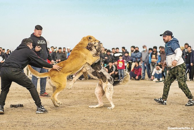 جنون سگ کشی (+ فیلم و عکس)