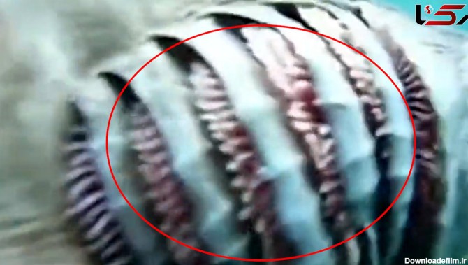 فیلم حمله کوسه ماهی عجیب به غواص