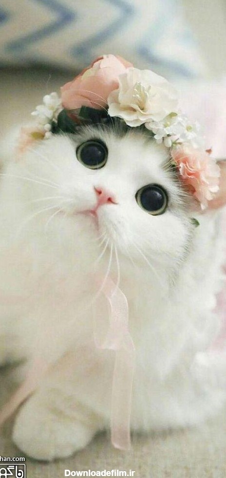 22 عکس گربه های ملوس و بامزه برای والپیپر - سایت ناگهان