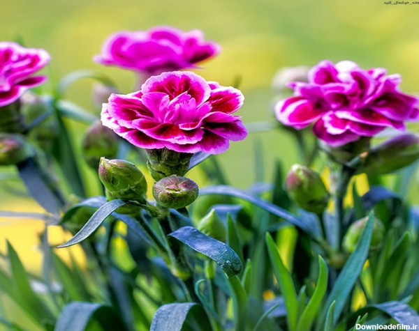 نگهداری گل میخک مینیاتوری | گل گیفت