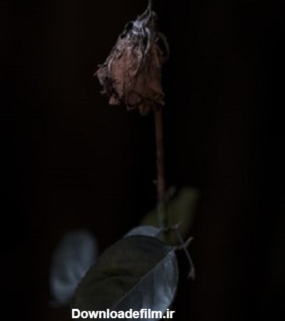 گالری عکس گل پژمرده و غمگین برای پروفایل | ستاره