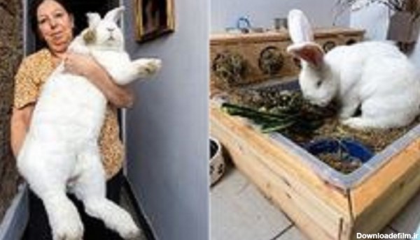 خرگوش ۹ کیلویی که اتاق خواب مخصوص خود را دارد+ تصاویر