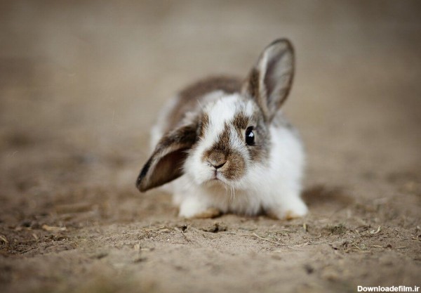 عکس خرگوش کوچولو ناز برای پروفایل