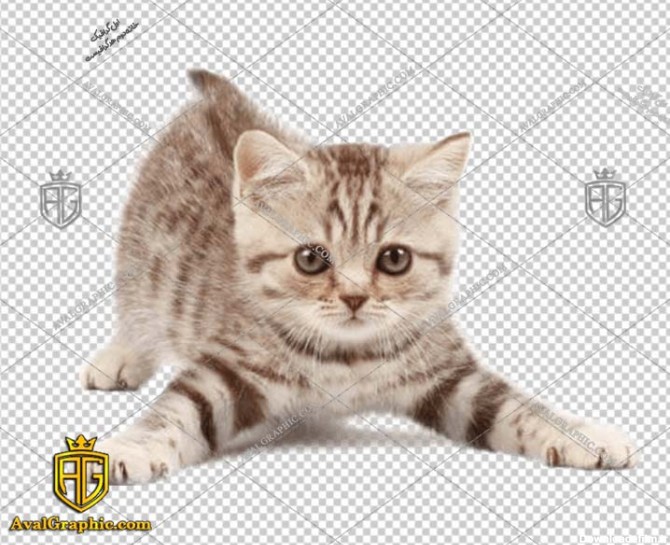 png گربه پشمالو پی ان جی گربه , دوربری گربه , عکـس گربه با زمینـه شـفاف, گربه با کیـفیـت و خـاص با فرمـت png