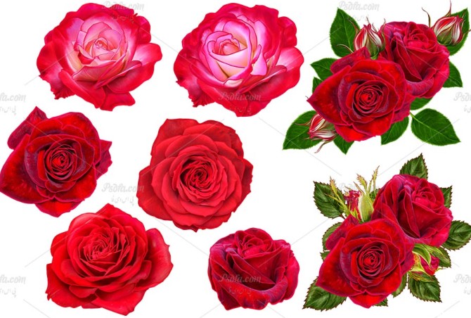 گل رز قرمز بدون بک گراند