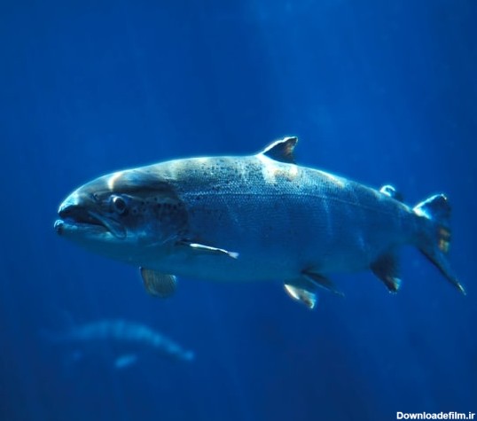 انواع ماهی های دریای خزر + ویژگی ماهیان دریای خزر | بریس فیش