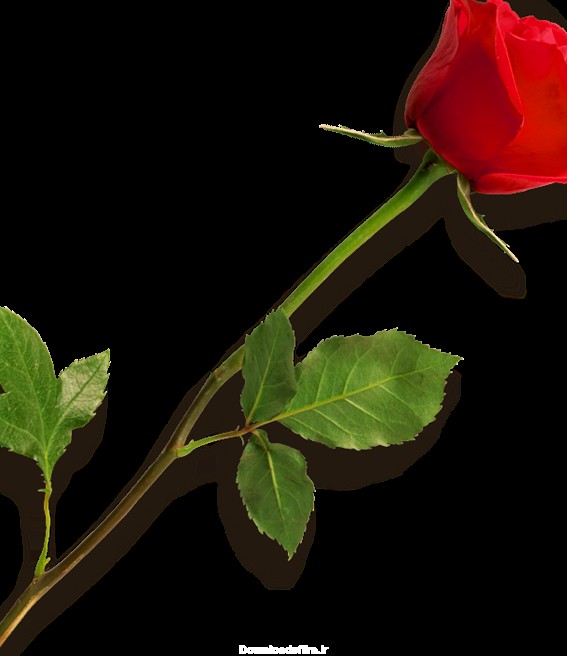 تصویر شاخه گل رز قرمز با نماد عشق بدون پس زمینه