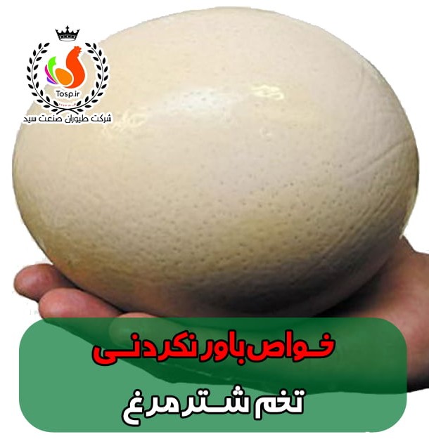 عکس تخم شترمرغ