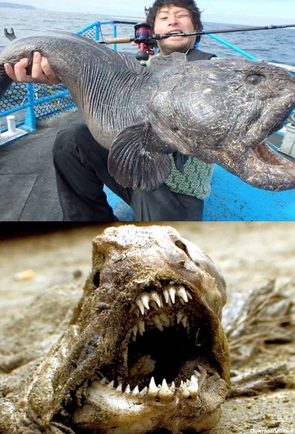 فرارو | (تصویر) صید بزرگترین گرگ ماهی جهان توسط ماهیگیر ژاپنی