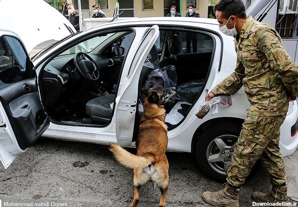 تصاویر| سگ‌های‌ مواد‌یاب پلیس ایران