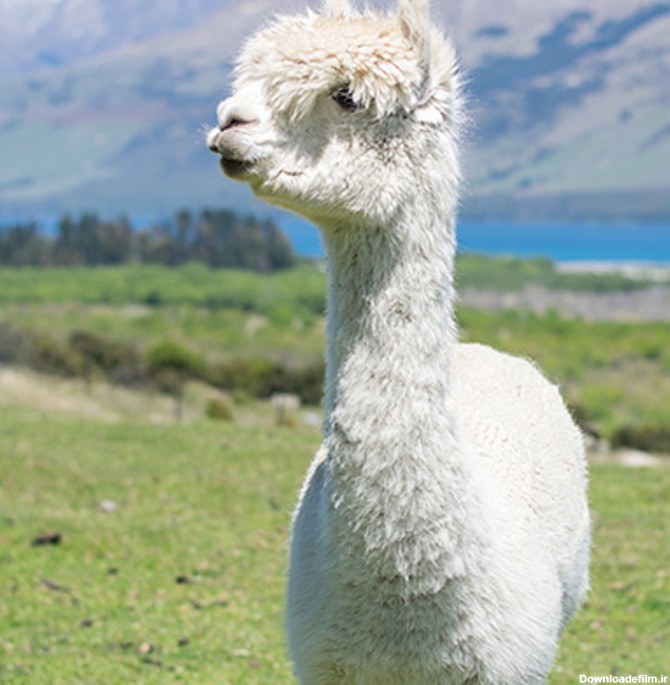 آلپاکا، گونه ای بامزه از ترکیب نژاد شتر و گوسفند
