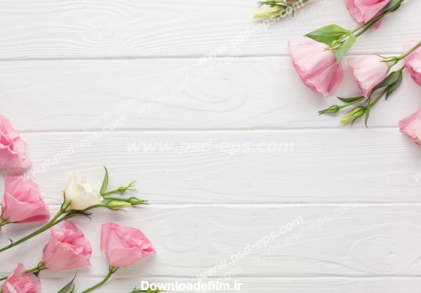 عکس با کیفیت گل های زیبای رز صورتی بر روی دیوارپوش یا پارکت سفید ...