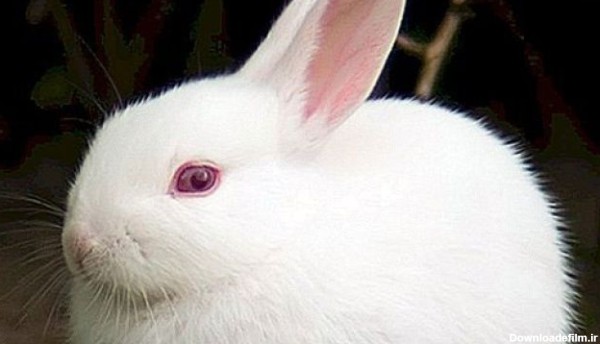 تماشای خرگوش چشم قرمز-@ITPetnet