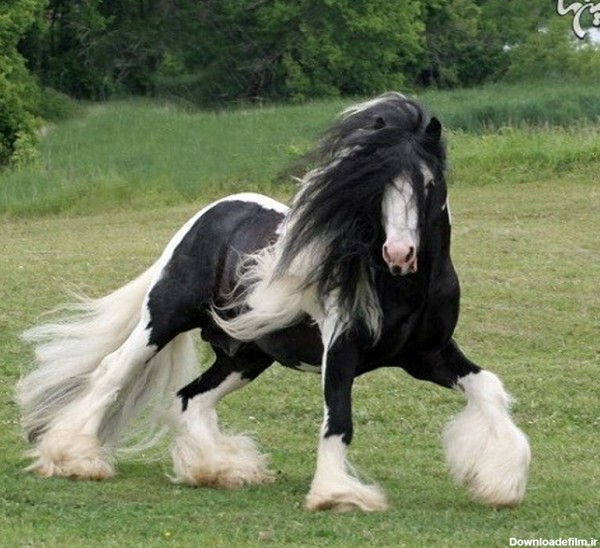 زیباترین اسب جهان+ عکس