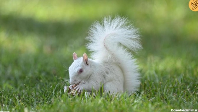 فرارو | (تصاویر) سنجاب‌های سفید؛ حیوانات کمیاب و دوست داشتنی ...