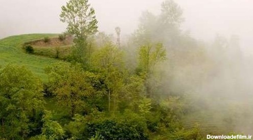 عکس/نمایی زیبا از جنگل مه‌آلود عباس آباد بهشهر - جهان نيوز