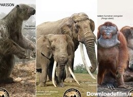 عکس| اختلاف اندازه عجیب حیوانات ماقبل تاریخ و نوادگان مدرن آن‌ها