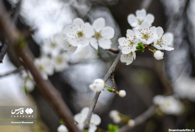 عکس| بهار شکوفه‌ها در خراسان‌شمالی | خبرگزاری فارس
