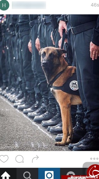 ادای احترام پلیس فرانسه به سگ وفادار+ عکس